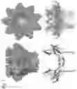 Fig. 02 - Mutant pore