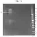 Fig. 16 - Mutant pore