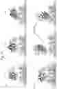 Fig. 24 - Mutant pore