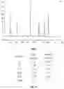 Fig. 13 - Systems and processes for distinguishing pathogenic and non-pathogenic sequences from specimens