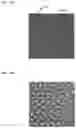 Fig. 12 - Compositions and methods for nucleic acid sequencing