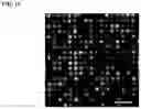 Fig. 15 - Compositions and methods for nucleic acid sequencing