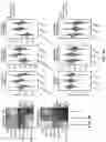 Fig. 17 - DETECTION MEANS, COMPOSITIONS AND METHODS FOR MODULATING SYNOVIAL SARCOMA CELLS