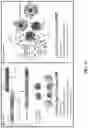 Fig. 21 - DETECTION MEANS, COMPOSITIONS AND METHODS FOR MODULATING SYNOVIAL SARCOMA CELLS