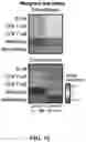 Fig. 27 - DETECTION MEANS, COMPOSITIONS AND METHODS FOR MODULATING SYNOVIAL SARCOMA CELLS