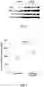Fig. 02 - MARKER COMPOSITION FOR DIAGNOSING CANCER OR PREDICTING PROGNOSIS ON BASIS OF EXOSOME OVEREXPRESSING TUBA1C PROTEIN