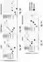 Fig. 15 - ANALYSIS OF METHYLATED DNA COMPRISING METHYLATION-SENSITIVE OR METHYLATION-DEPENDENT RESTRICTIONS