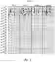 Fig. 10 - METHODS AND NUCLEIC ACIDS FOR ANALYSES OF CELLULAR PROLIFERATIVE DISORDERS