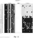 Fig. 15 - METHODS AND NUCLEIC ACIDS FOR ANALYSES OF CELLULAR PROLIFERATIVE DISORDERS