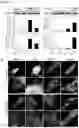 Fig. 08 - Methods of diagnosing, determining the progression of, and treating a prostate cancer