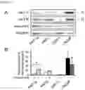 Fig. 09 - Methods of diagnosing, determining the progression of, and treating a prostate cancer