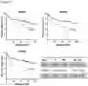 Fig. 42 - Methods of diagnosing, determining the progression of, and treating a prostate cancer