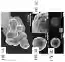 Fig. 06 - CONJUGATED POLYMERS FOR THE SELECTIVE ELECTROLESS RECOVERY OF GOLD AND SILVER FROM SOLUTIONS