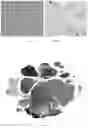 Fig. 02 - METHOD FOR ESTABLISHING A CHARACTERISTIC ATLAS OF WHOLE IMMUNE CELLS IN LUNGS OF MICE WITH ACUTE LUNG INJURY