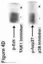 Fig. 17 - Methods to identify and treat subjects having corticosteroid-resistant inflammatory diseases