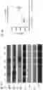 Fig. 27 - Methods to identify and treat subjects having corticosteroid-resistant inflammatory diseases