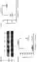 Fig. 28 - Methods to identify and treat subjects having corticosteroid-resistant inflammatory diseases