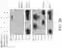 Fig. 08 - TROPHOBLAST STEM CELL, METHODS OF PREPARATION AND USES THEREOF
