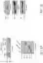 Fig. 10 - TROPHOBLAST STEM CELL, METHODS OF PREPARATION AND USES THEREOF