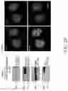 Fig. 11 - TROPHOBLAST STEM CELL, METHODS OF PREPARATION AND USES THEREOF