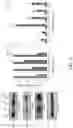Fig. 14 - TROPHOBLAST STEM CELL, METHODS OF PREPARATION AND USES THEREOF