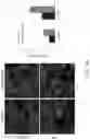 Fig. 16 - TROPHOBLAST STEM CELL, METHODS OF PREPARATION AND USES THEREOF