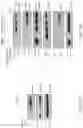 Fig. 20 - TROPHOBLAST STEM CELL, METHODS OF PREPARATION AND USES THEREOF