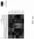Fig. 23 - TROPHOBLAST STEM CELL, METHODS OF PREPARATION AND USES THEREOF