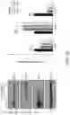Fig. 30 - TROPHOBLAST STEM CELL, METHODS OF PREPARATION AND USES THEREOF