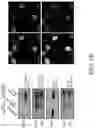 Fig. 32 - TROPHOBLAST STEM CELL, METHODS OF PREPARATION AND USES THEREOF
