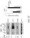 Fig. 33 - TROPHOBLAST STEM CELL, METHODS OF PREPARATION AND USES THEREOF