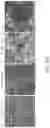 Fig. 38 - TROPHOBLAST STEM CELL, METHODS OF PREPARATION AND USES THEREOF