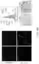 Fig. 40 - TROPHOBLAST STEM CELL, METHODS OF PREPARATION AND USES THEREOF