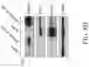 Fig. 44 - TROPHOBLAST STEM CELL, METHODS OF PREPARATION AND USES THEREOF