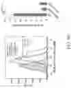 Fig. 51 - TROPHOBLAST STEM CELL, METHODS OF PREPARATION AND USES THEREOF