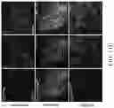 Fig. 58 - TROPHOBLAST STEM CELL, METHODS OF PREPARATION AND USES THEREOF