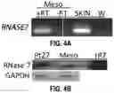 Fig. 07 - COMPOSITIONS AND METHODS FOR DIAGNOSING ACUTE INFECTIOUS PERITONITIS