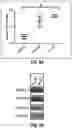 Fig. 08 - COMPOSITIONS AND METHODS FOR DIAGNOSING ACUTE INFECTIOUS PERITONITIS