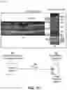 Fig. 04 - Neural-network-driven topology for optical coherence tomography segmentation