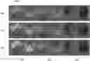 Fig. 01 - Method for computation of local densities for virtual fibers