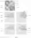 Fig. 09 - RENDERING IN COMPUTER GRAPHICS SYSTEMS