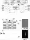 Fig. 22 - FACILITY SURVEILLANCE SYSTEMS AND METHODS