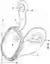 Fig. 19 - Chin rest