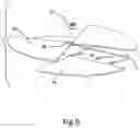 Fig. 14 - Drum sound control mechanism