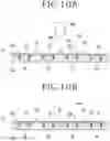 Fig. 11 - Wafer manufacturing method and laminated device chip manufacturing method