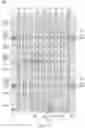 Fig. 13 - Layout structure including anti-fuse cell