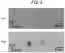Fig. 06 - Semiconductor epitaxial wafer and method of producing the same