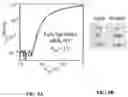 Fig. 09 - Biomimetic 2D transistor for audiomorphic computing