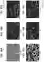 Fig. 09 - Positive electrode layer for all-solid-state battery, manufacturing method of positive electrode layer for all-solid-state battery, and all-solid-state battery