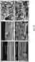 Fig. 11 - Electrode for ion battery, manufacturing method thereof, and battery comprising the same
